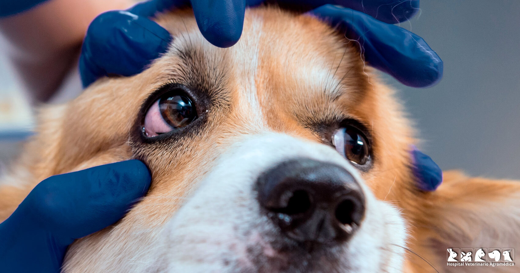 ¿Qué son las Úlceras Oculares en Mascotas?