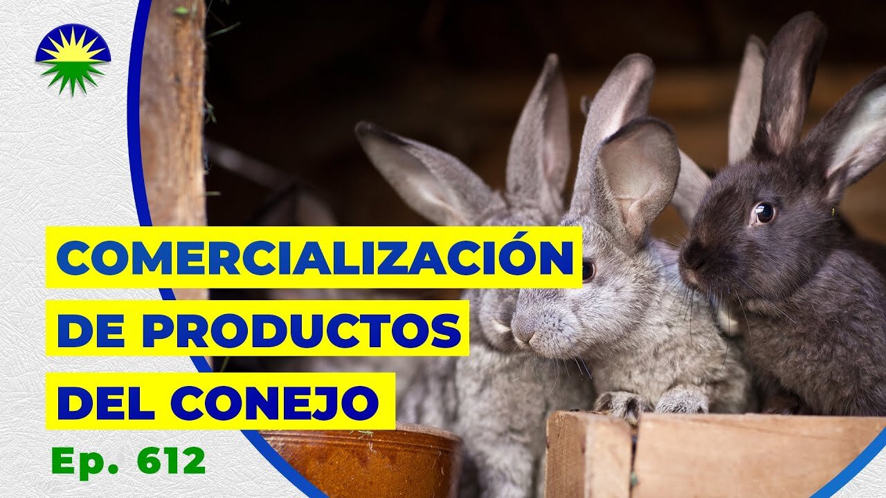 <strong>El problema real: encontrar productos de calidad para conejos sigue siendo difícil