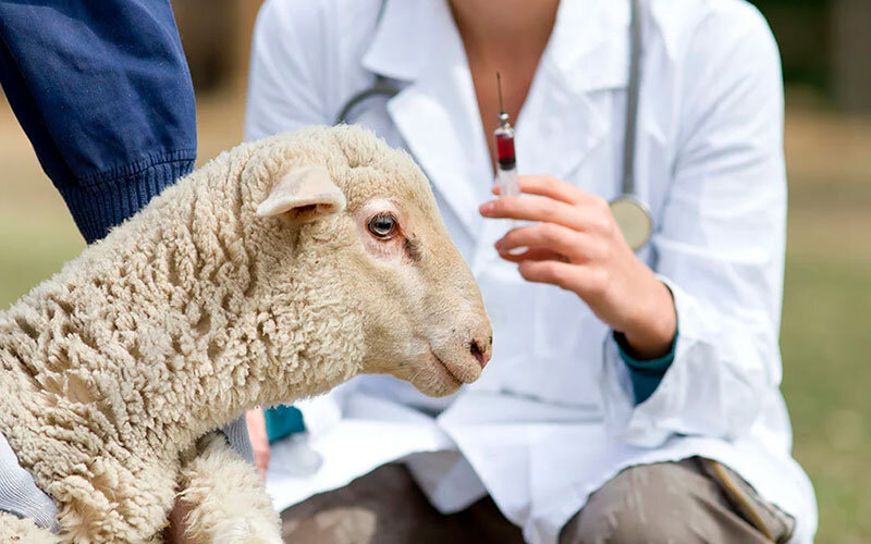 <strong>Importancia de la Prevención en la Salud Animal