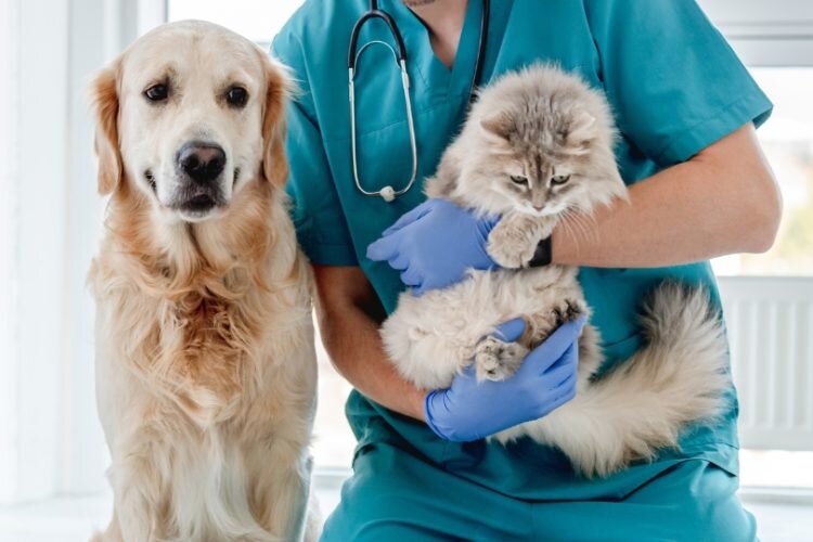 <strong>¿Qué es un Seguro Veterinario para Perros y Gatos?