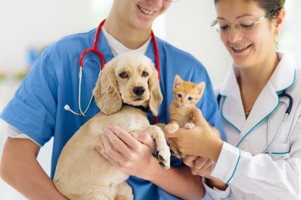 <strong>Ventajas de Contratar un Seguro Veterinario