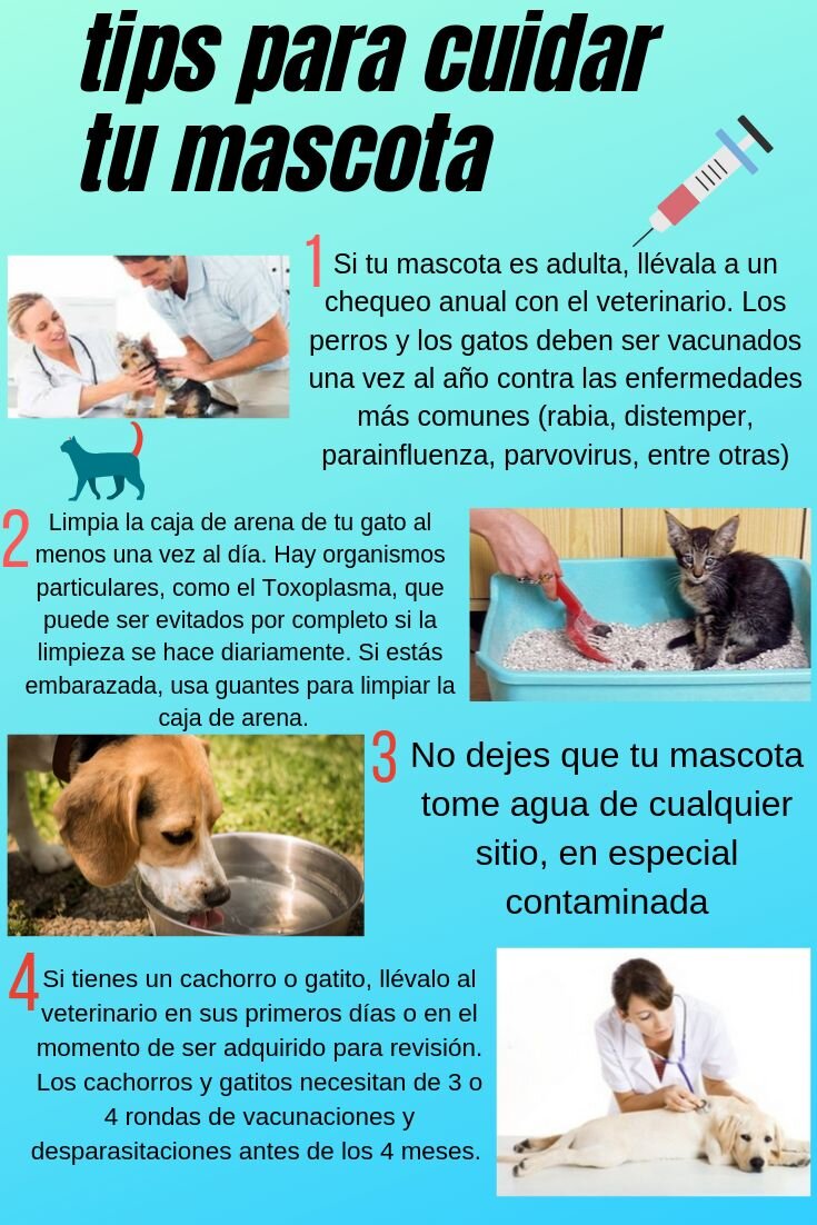 Tratamiento y Prevención: Cuidando la Visión de tu Mascota