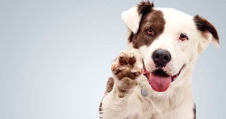 Adopción responsable y adiestramiento canino da la pata