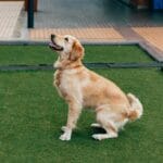 Adopción responsable y adiestramiento canino en España: la guía 2026 para nuevos dueños