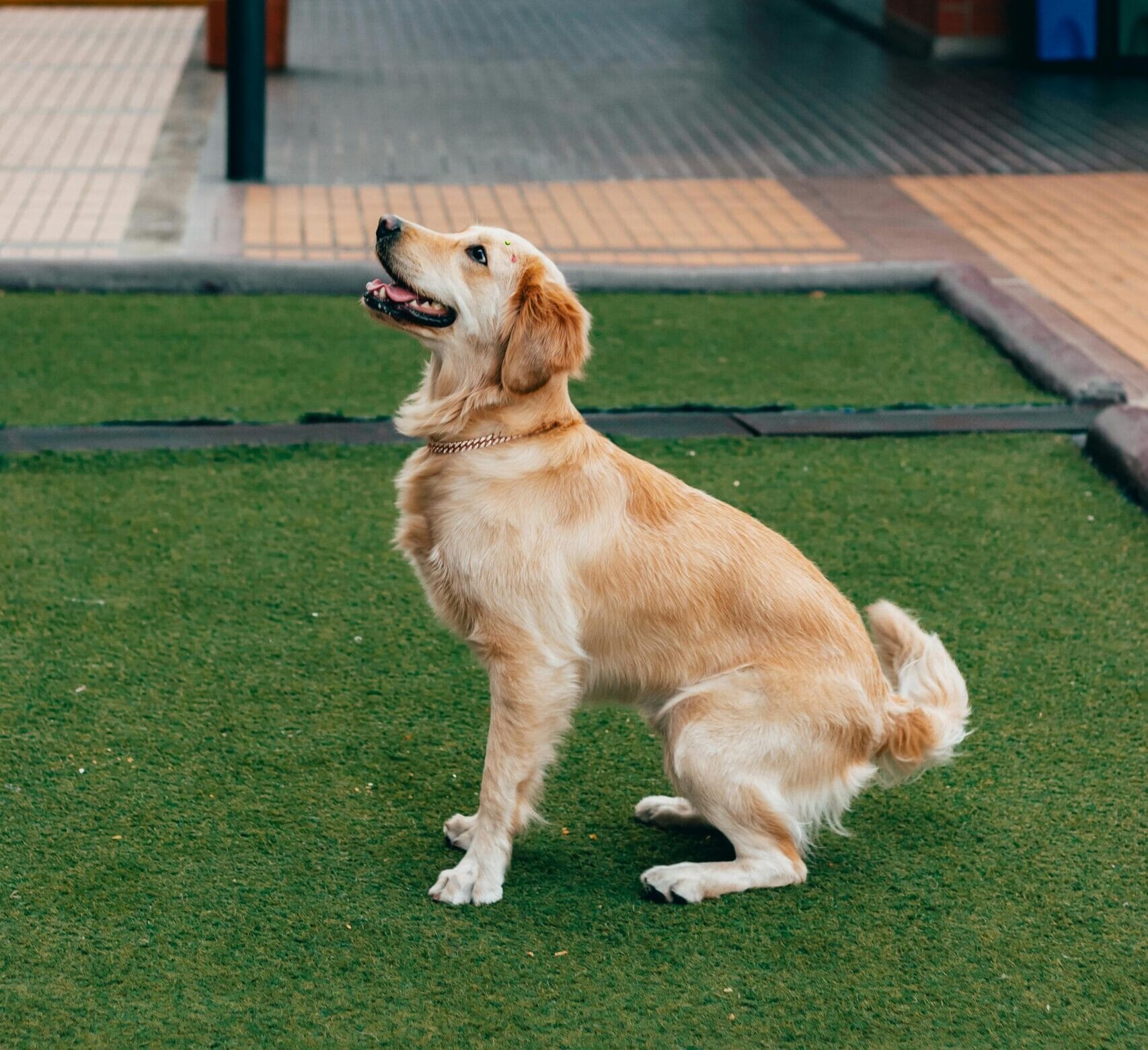 Adopción responsable y adiestramiento canino en España