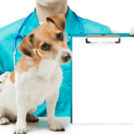 ¿Cómo afectan los tóxicos ambientales a los órganos de tu perro?