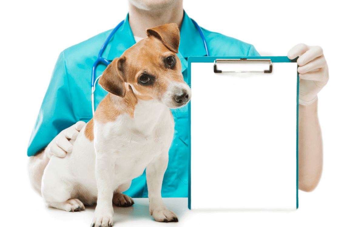 Cómo afectan los tóxicos ambientales a los órganos de tu perro