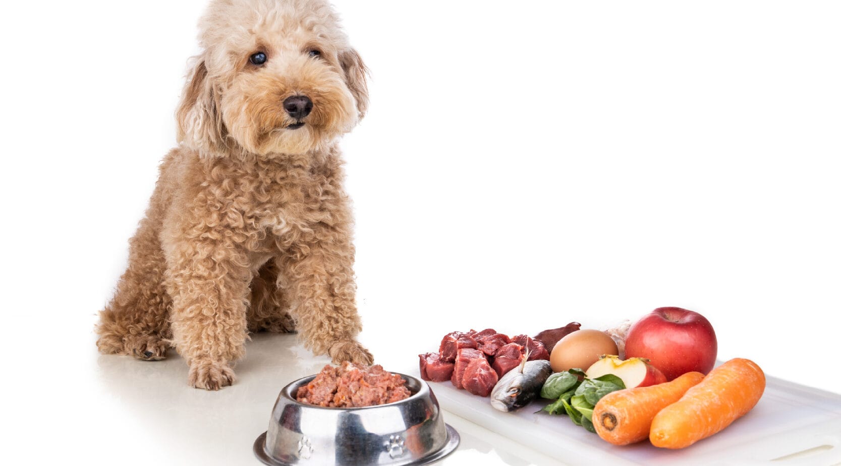 Dieta BARF salud para tu mascota perro mirando comida