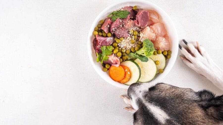 Dieta BARF salud para tu mascota perro mirando plato