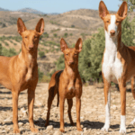Leishmaniosis y Razas de Riesgo