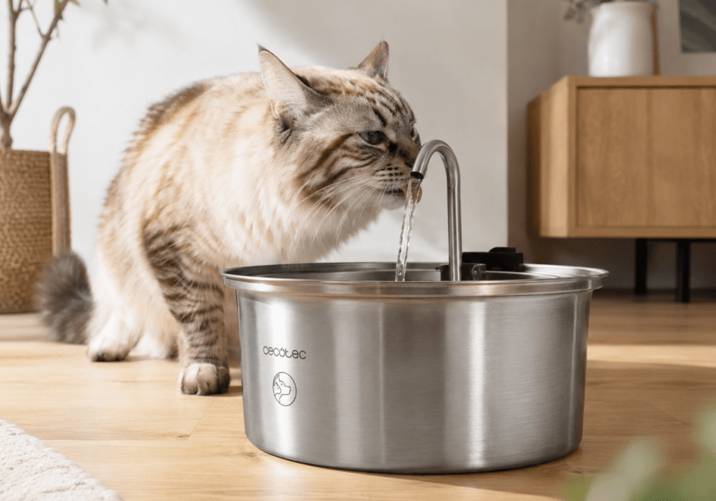 Por qué una fuente automática de agua puede marcar la diferencia en la salud de tu gato