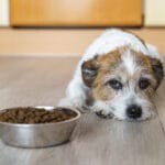 Dolor Abdominal Agudo en Perros: Qué Hacer Inmediatamente