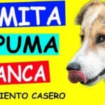 Espuma Blanca Persistente en tu Perro: Causas y Qué Hacer