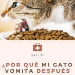 Mi Gato Vomita Verde: Causas y Qué Hacer Inmediatamente