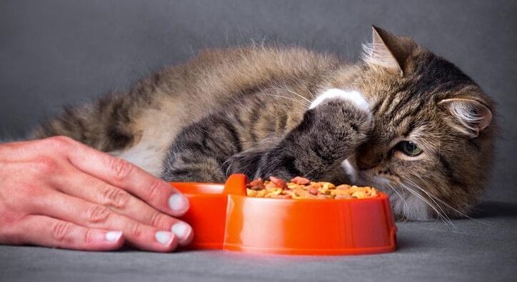pienso para gatos acostado