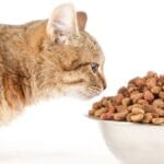 Cómo elegir el mejor pienso para gatos según su edad