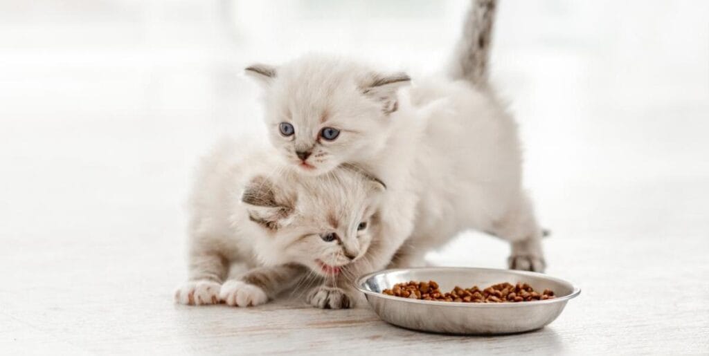pienso para gatos gatitos