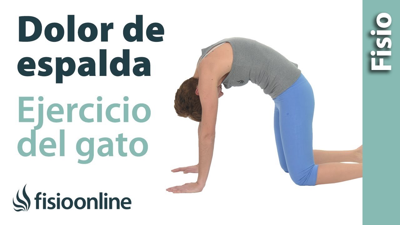 ¿Qué Hacer si Sospechas Dolor Lumbar en Tu Gato?