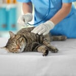 Qué Hacer Si Tu Gato Convulsiona: Guía Urgente para Dueños de Mascotas