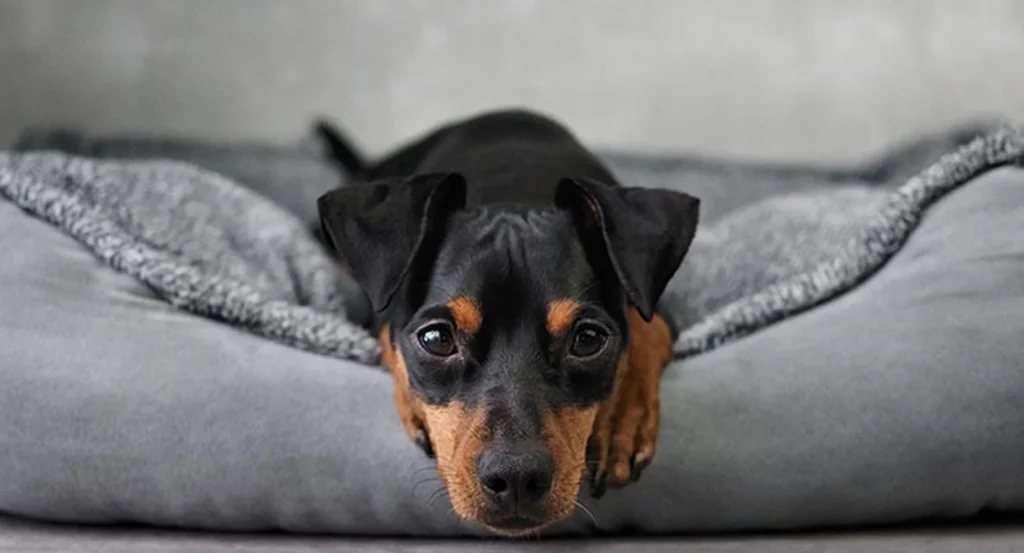 una mascota