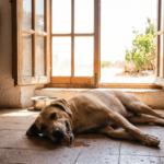 Golpe de calor en perros: síntomas, primeros pasos y cuándo ir al veterinario