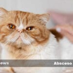Abdomen Inflamado en Gatos: Causas, Síntomas y Qué Hacer