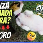 Abdomen Sensible en tu Mascota: Guía Rápida de Qué Hacer