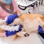 Hemorragias Internas en Mascotas: Guía Urgente para Dueños Responsables