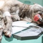 Incoordinación Severa en Perros: Qué Hacer Ante una Emergencia Veterinaria