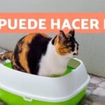 Mi Gato No Orina: Qué Hacer Ante la Emergencia Urinaria Felina