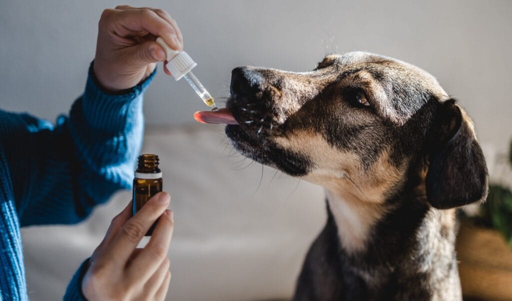 terapias complementarias en la medicina veterinaria perro