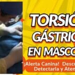 Torsión Gástrica en Perros: Señales de Alerta y Cómo Actuar