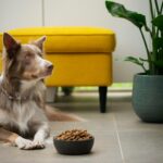 Residencia canina y nutrición: el cuidado integral que tu perro merece