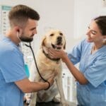 Mascota con Temperatura Baja: Qué Hacer y Cuándo Acudir al Veterinario