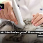 Mi Gato Tuvo una Convulsión Prolongada: Qué Hacer Inmediatamente