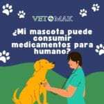Mi Mascota Ingiere Medicamentos Humanos: Qué Hacer Inmediatamente