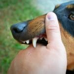 Mordedura Infectada en Perros: Cómo Actuar y Prevenir