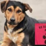 Emergencias por Ingestión de Monedas en Perros: Qué Hacer y Cómo Prevenir
