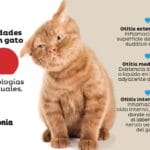 Emergencias por Traumatismos en Columna de Gatos: Qué Hacer y Cómo Actuar
