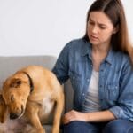 ¿Mi perro no puede levantarse? Qué hacer ante esta emergencia veterinaria