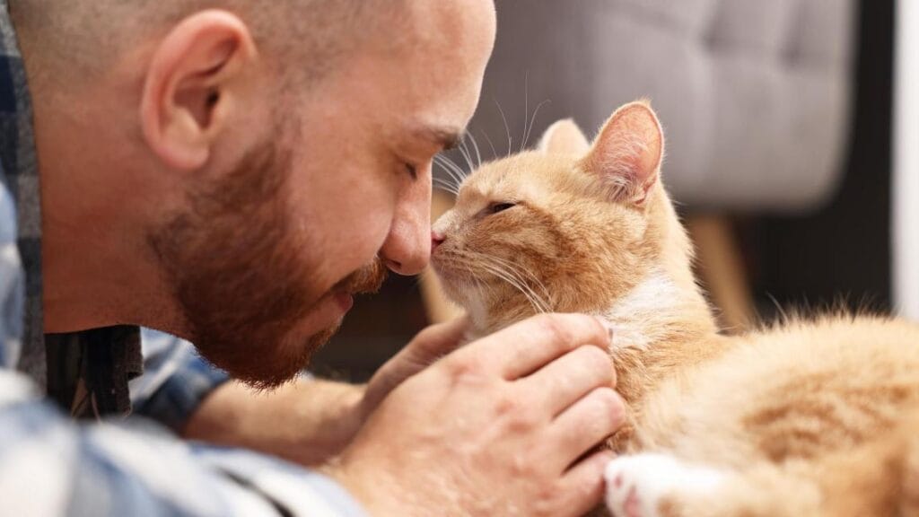 vínculo con nuestra mascota gatos