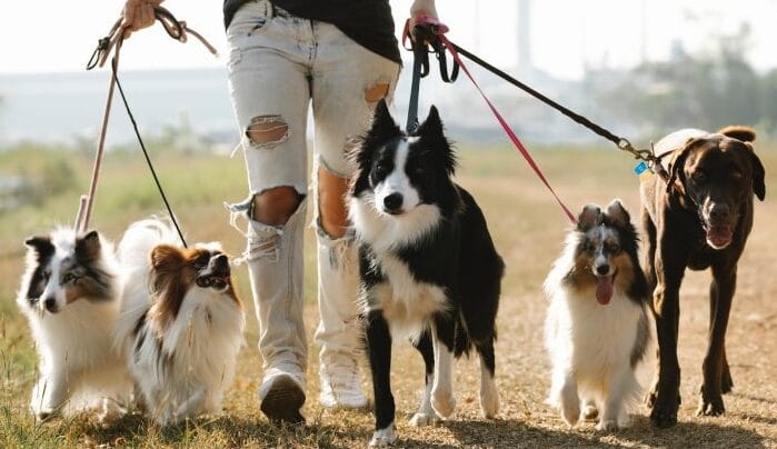 Cuidado profesional para perros y gatos adiestramiento