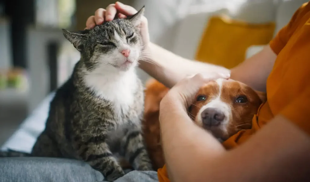 Cuidado profesional para perros y gatos