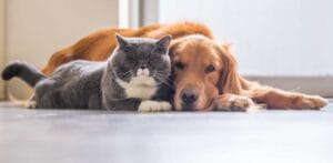Cuidado profesional para perros y gatos