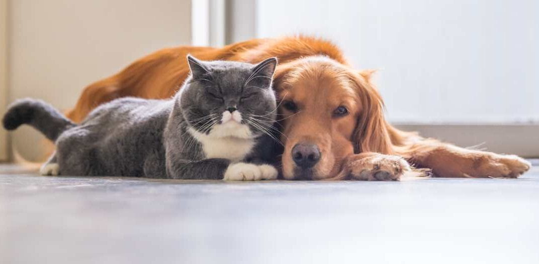 Cuidado profesional para perros y gatos