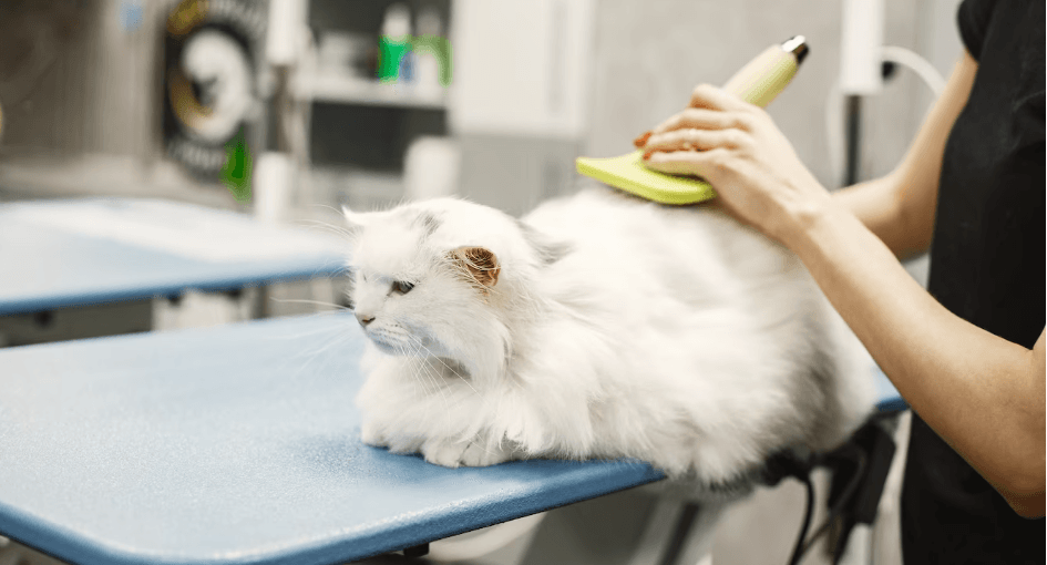 Cuidado profesional para perros y gatos gato
