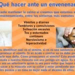 Envenenamiento por Antifreeze en Mascotas: Señales de Alarma y Qué Hacer