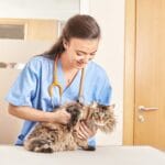 Insuficiencia Respiratoria en Gatos: Cómo Identificar los Síntomas y Actuar